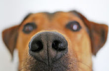 Sniffing out the right CRM for you...